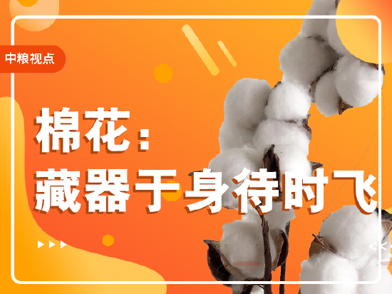 【中粮视点】棉花：藏器于身待时飞