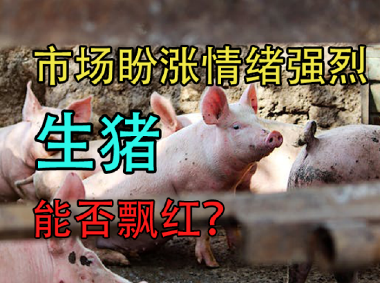 中粮期货：市场盼涨情绪强烈，生猪能否飘红？