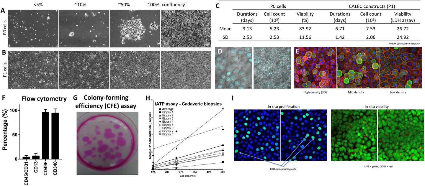 科学家研发 CALEC 技术：利用患者健康眼睛干细胞修复受损角膜