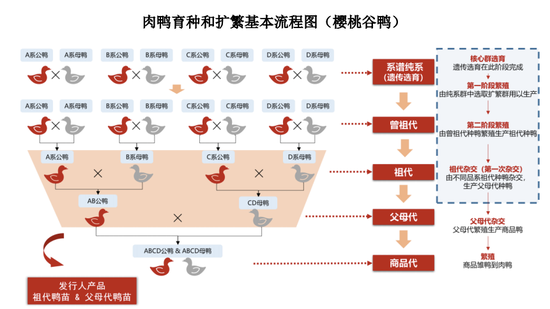 养鸭比茅台还挣钱！“鸭祖宗”生意年入近3亿冲刺IPO