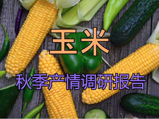 【中粮视点】玉米：秋季产情调研报告