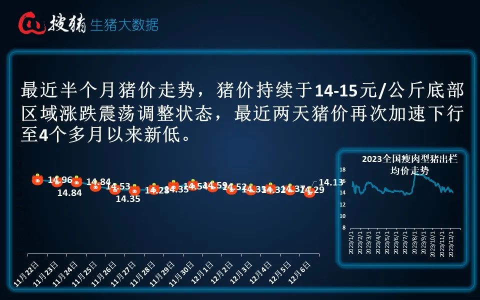 生猪现货日报|全国均价14.13元/公斤 下跌至7月末以来新低